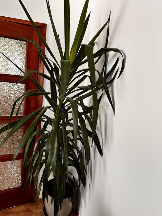 Dracena yucca kwiat