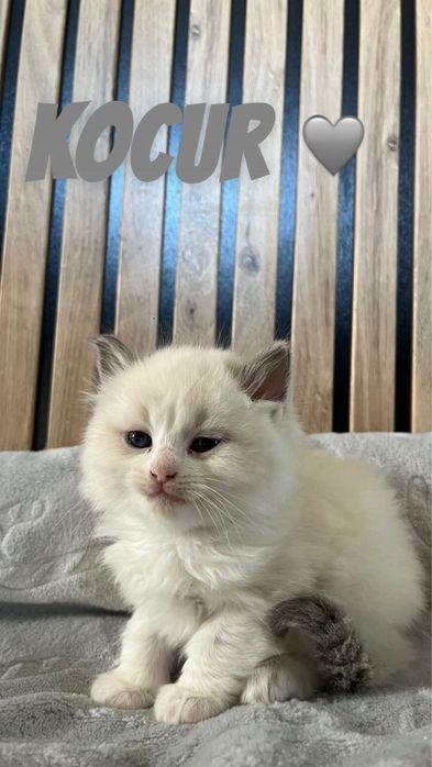 Ragdoll małe kotki
