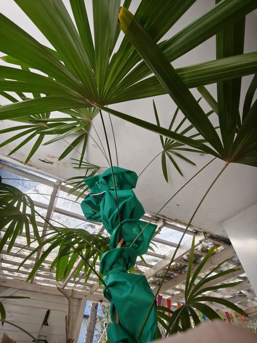 Rapis wyniosły, Rhapis excelsa, Palma biczowa