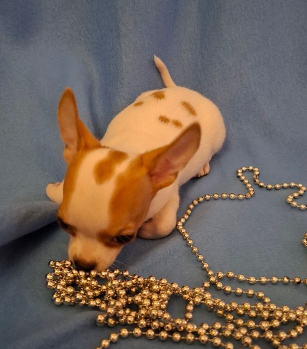 Śliczny piesek Chihuahua