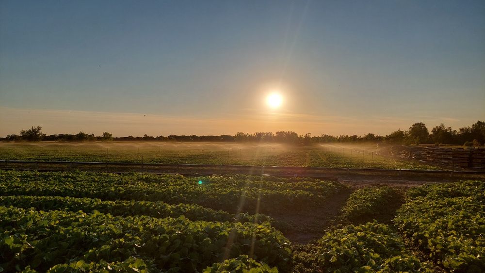 Kokony Helix Aspersa Muller/Maxima