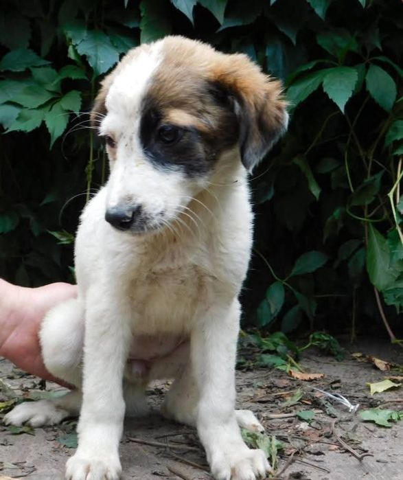 Прилаштовується у добрі руки