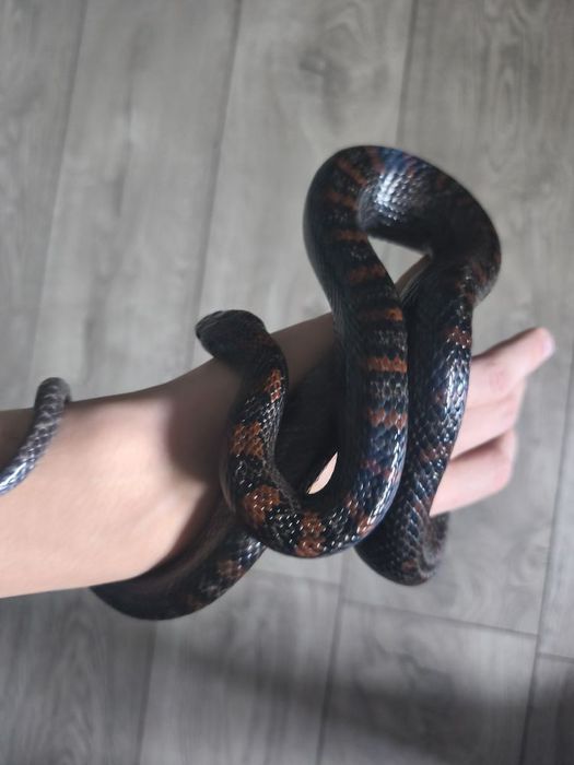 Lampropeltis mexicana