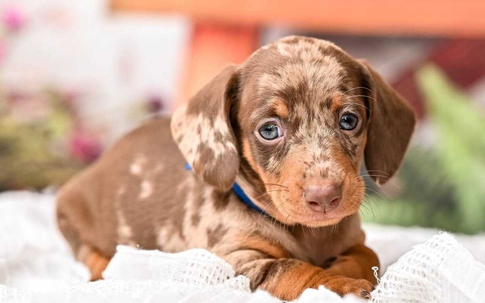 Teckel choco merle