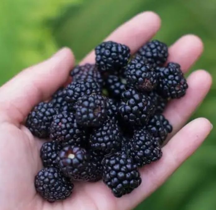 Свіжа ожина перетерта з цукром Джем , Варення