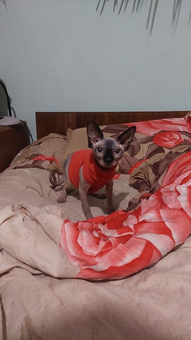 Дівчата канадьський сфінкс