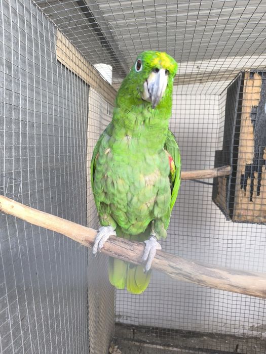 Amazona Farinosa