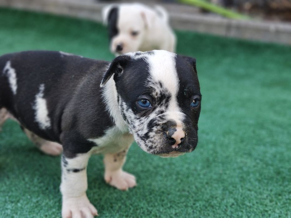 American bully standard z metryką