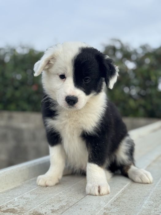 Border Collie TOP