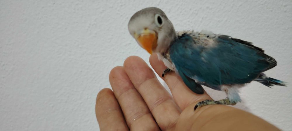 Agapórnis Fischer Opalinno.