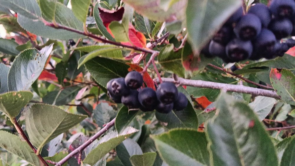 Aronia  z domowego ogródka