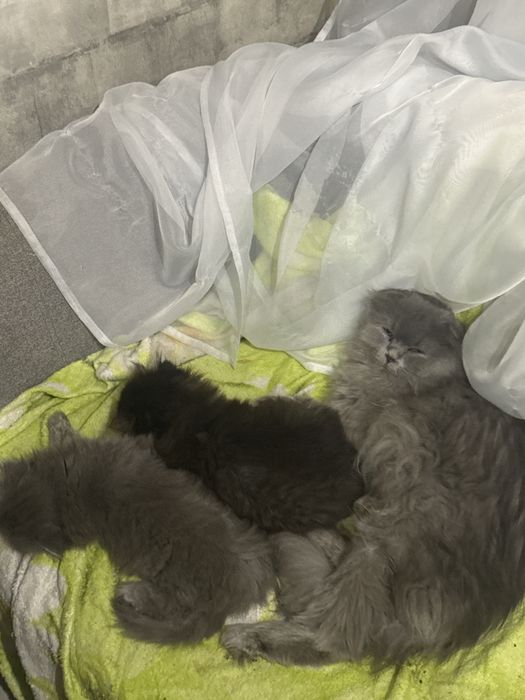 продаємо котиків шотландців