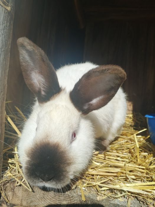 Кролик каліфорнія