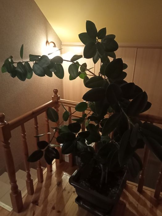 Kwiat fikus bardzo duży.