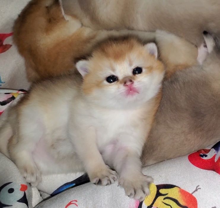 Ручные малыши, котята золотая шиншилла