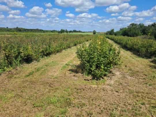 Działka rolna 0,8ha Sienno powiat Lipski - Widok 3