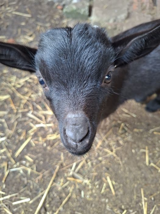 Cabritos anões  com 3 meses