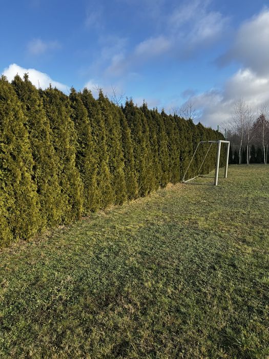 Tuja wys 3m za darmo