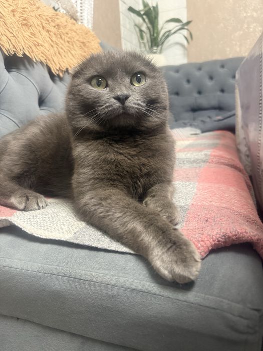 Вʼязка  висловухого котика