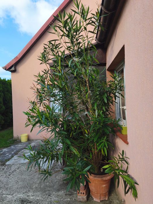 Oleander 3,5 metra