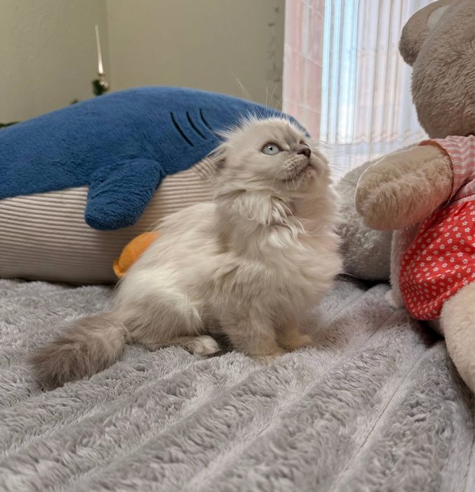 Шотландське висловухе кошеня