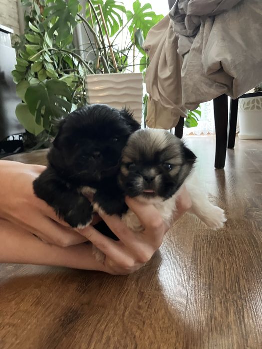 Śliczne szczenię Pekińczyk