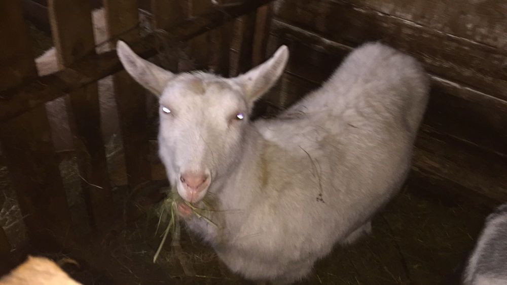 Продаються молоді кози