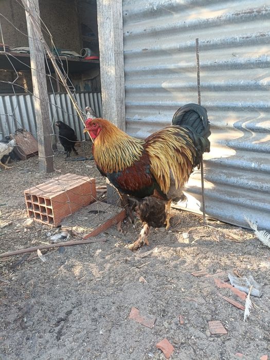 Dois Galos Brahma Perdiz