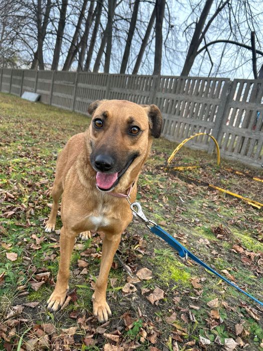 Molly poleca się do adopcji.