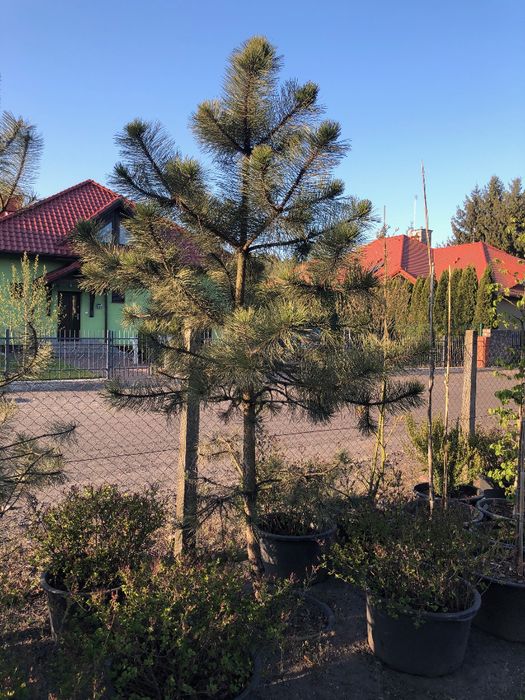 Sosna Czarna 'PINUS NIGRA' DUŻE OKAZY Donica 65l