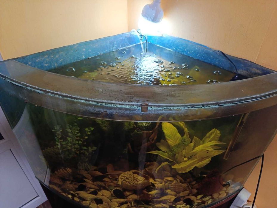 Продається гарний кутовий акваріум