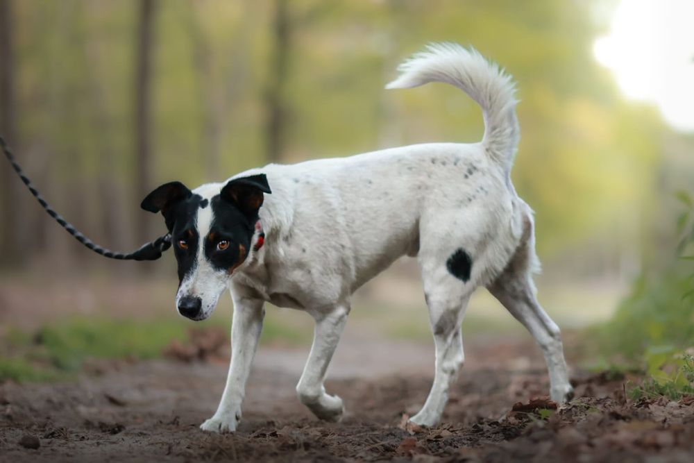 Majlo Fox Terrier do adopcji