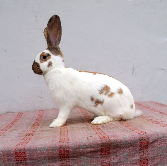 строкач Мадагаскар