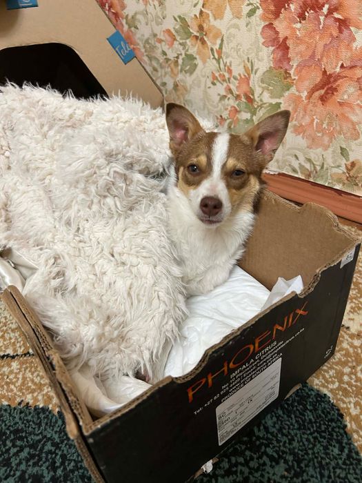 Маленька собачка стерилізована. Вік 5 місяців