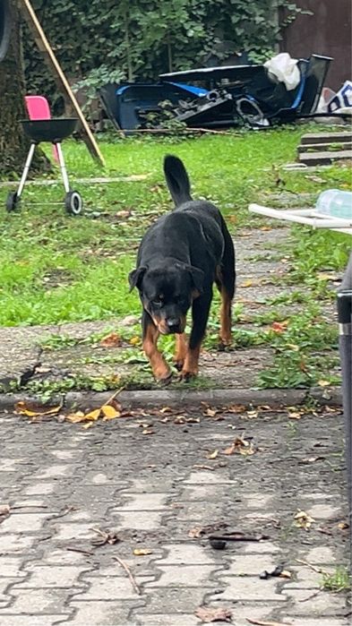 Oddam 14 miesiecznego rottwailera w dobre rece