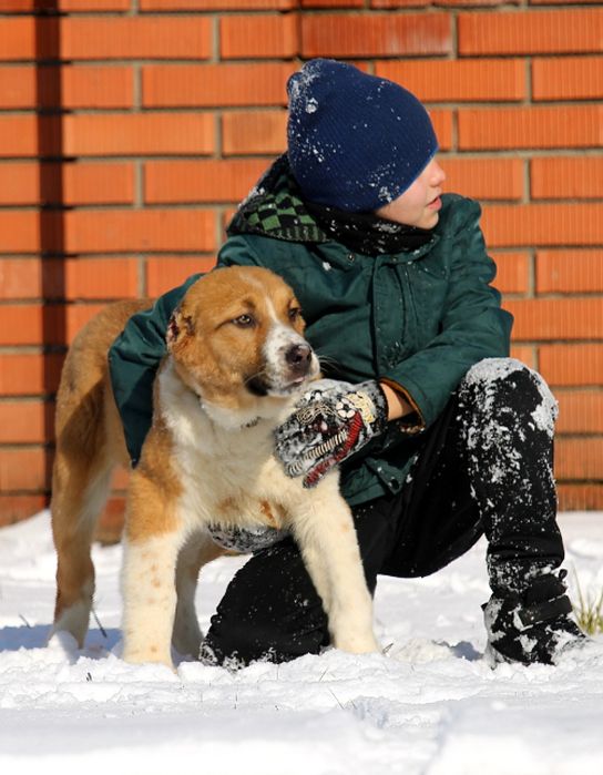 Короткошерстний  хлопчик  КВ.
