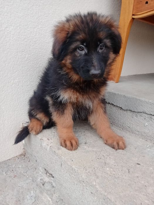 Owczarek niemiecki długowłosy suka