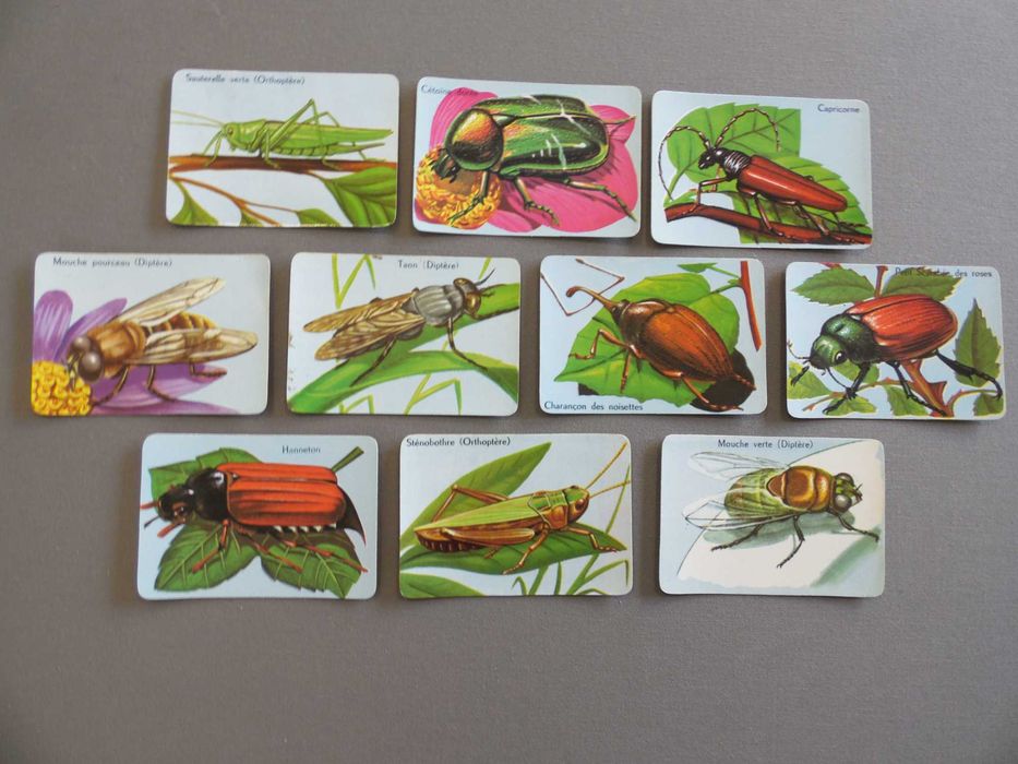 Calendários Peixes, Borboletas, Aves