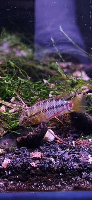 Apistogramas Hongsloi (casal)