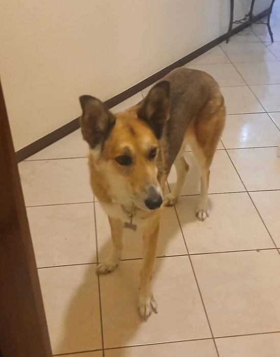 Cadela para adoção [Luna]