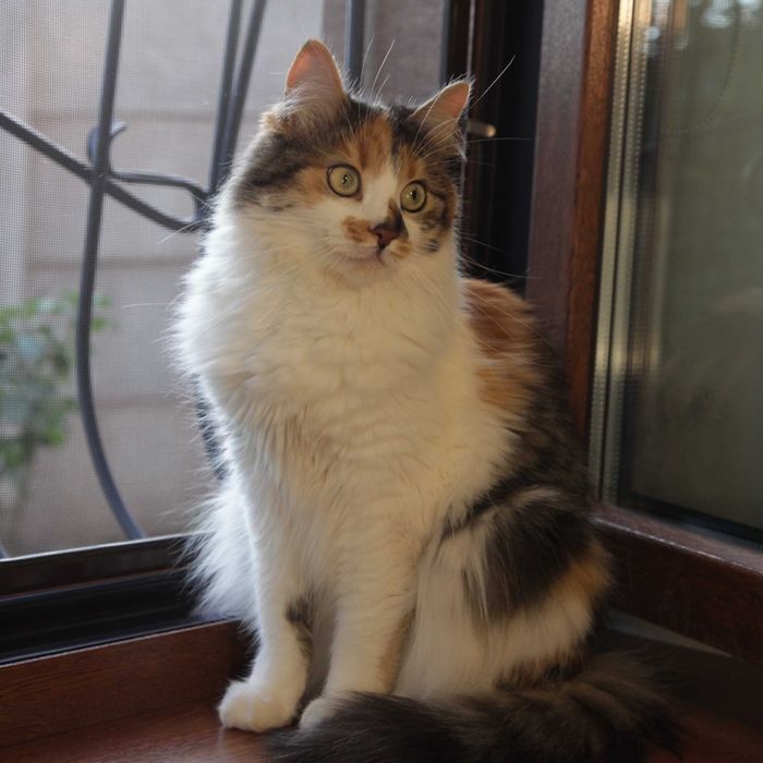 Киця чекає свою людину