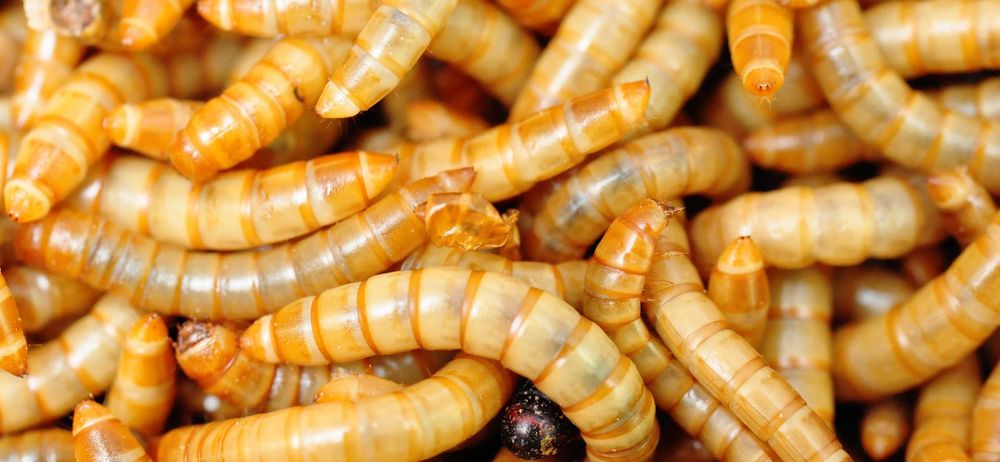 Mącznik młynarek 250ml karmówka pająk jaszczurka gekon