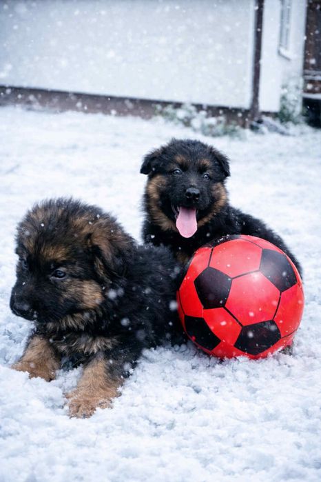 Owczarek Niemiecki Długowłosy -szczeniak.