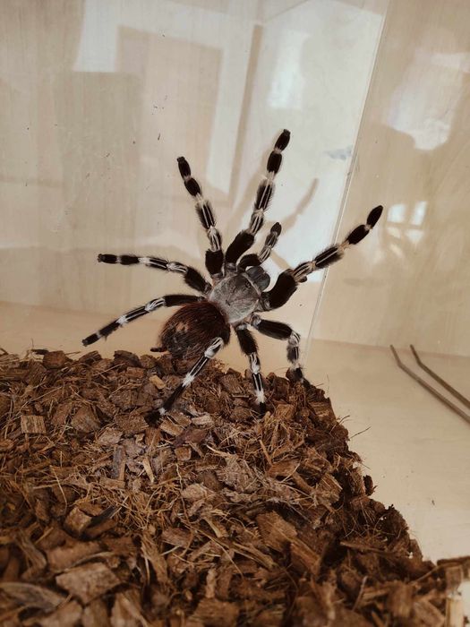 Nhandu chromatus dorosła samica, odbior osobisty