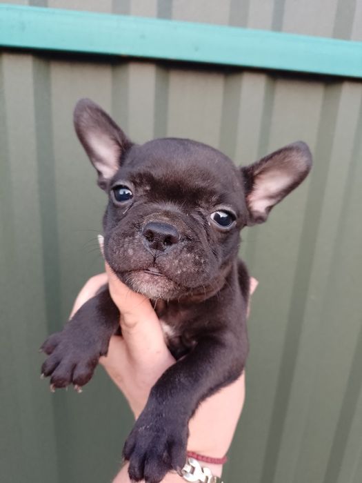 Милі, чарівні, французи, Доставляємо без завдатку