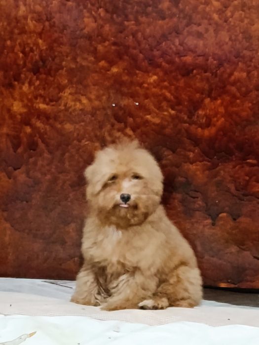 Мальтіпу f2 кучеряшки хлопчики 5 міс