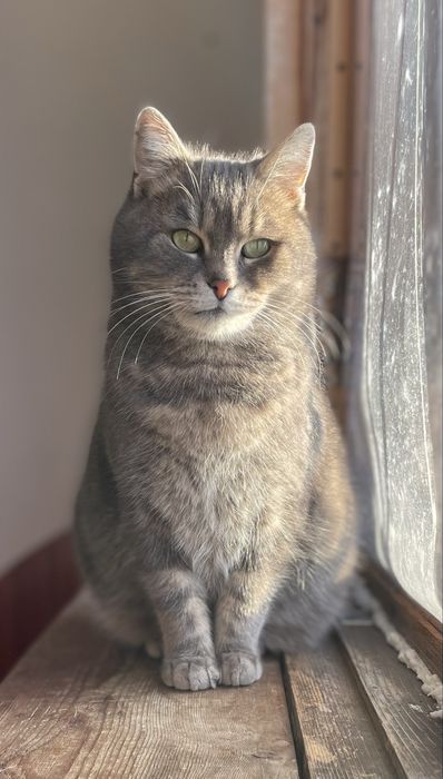 Кошечка в добрые руки бесплатно