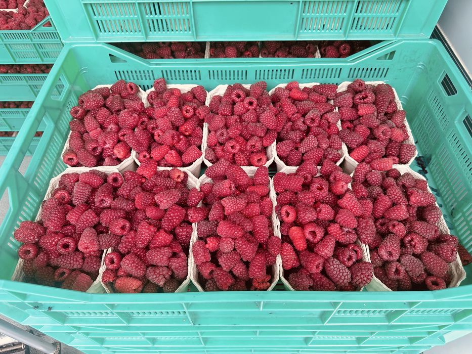Maliny prosto z pola / świerze / slodkie  / pachnace