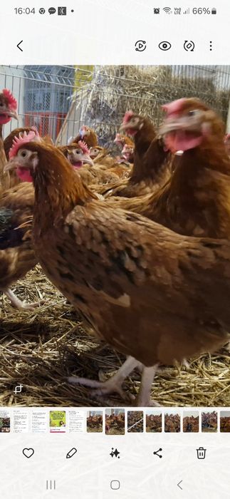 Kury, kurczęta odchowane-Klimontow możliwy transport!!!