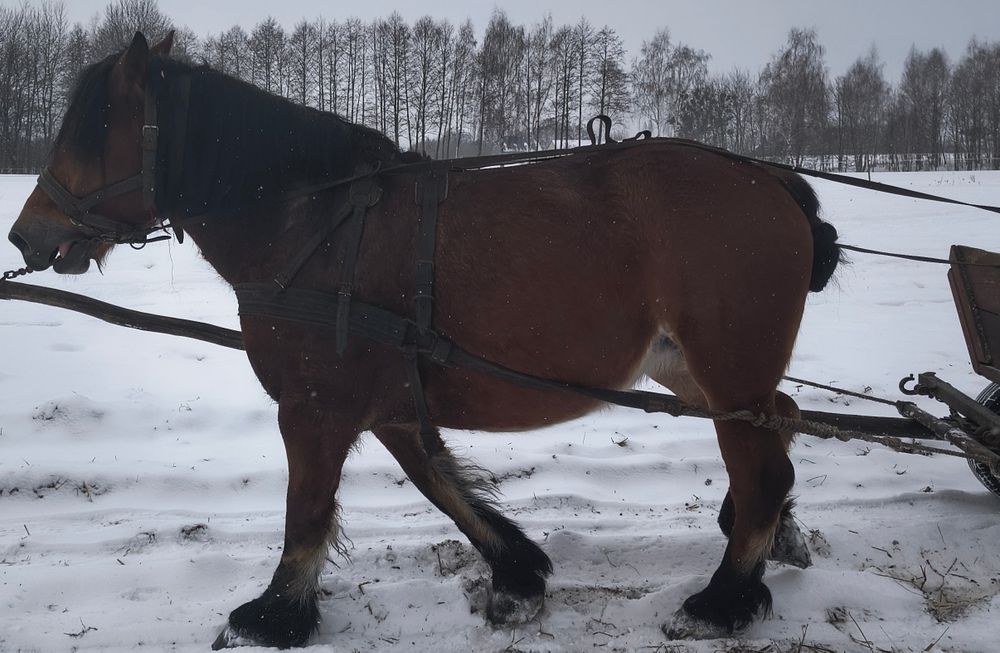 Sprzedam klacz zimnokrwistą